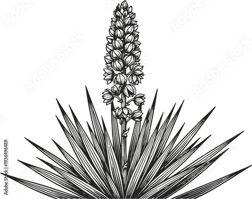Yucca plant with long pointed leaves and tall blooming flower spike detailed botanical illustration