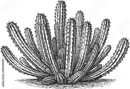 detailed vintage illustration of a large prickly cactus plant with multiple branches