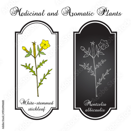 White-stemmed stickleaf, or small flowered blazing star (Mentzelia albicaulis), edible and medicinal plant. Hand drawn botanical vector illustration