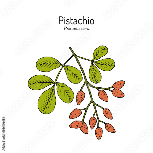 Pistachio (Pistacia vera), edible and medicinal plant. Hand drawn botanical vector illustration