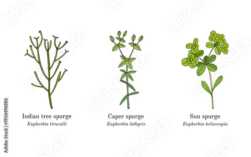 Collection of edible and medicinal plants. Hand drawn botanical vector illustration