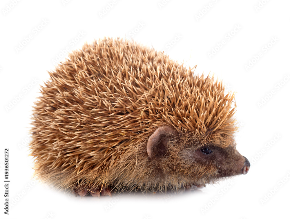 Naklejka premium hedgehog in studio