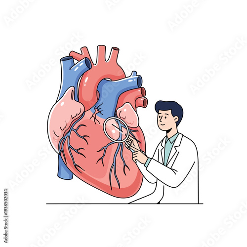 Doctor examines human heart anatomy with magnifying glass, cardiology concept illustration
