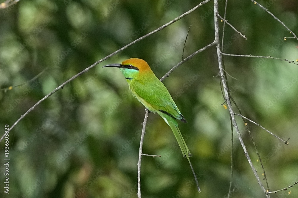Obraz premium The orange-headed bee-eater lives in the wild in Thailand.
