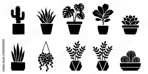 Collection of various potted plants and cacti in different shapes and sizes displayed together