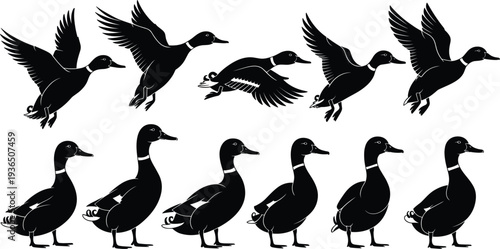 Collection of duck silhouettes in flying and standing poses, mallard bird vector set for wildlife nature design, hunting icons on white background.