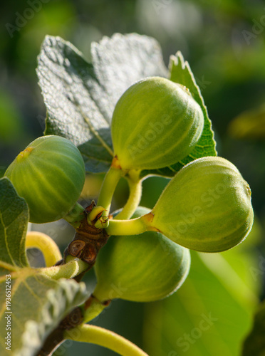 Spotted fig fruit on tree branch Cyprus