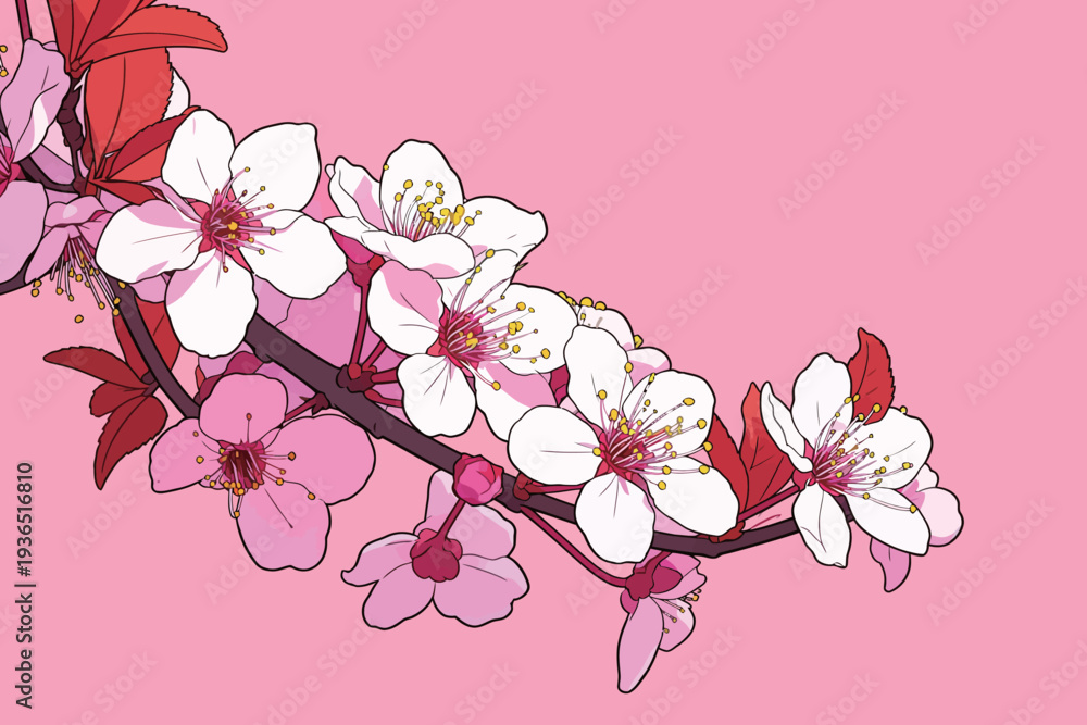 Fototapeta premium A branch filled with cherry blossoms showcases white and pink flowers on a pink background in a garden during spring.