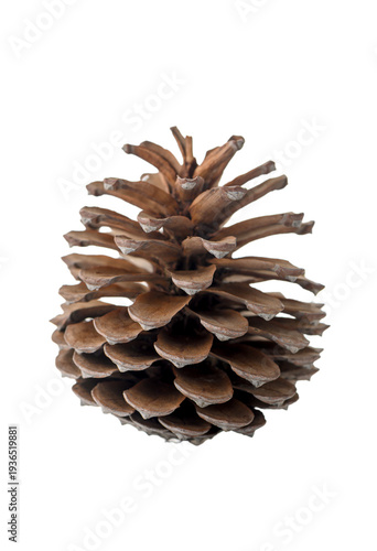 Pine Cone with Shadow on White Background