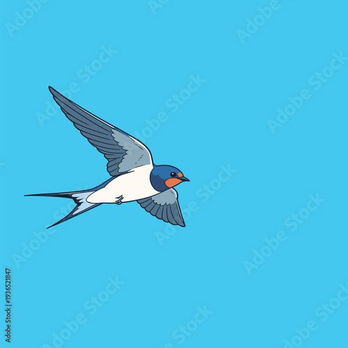 A swallow bird is flying in a bright blue sky. It has a white belly and blue wings. This scene shows a typical day outdoors.