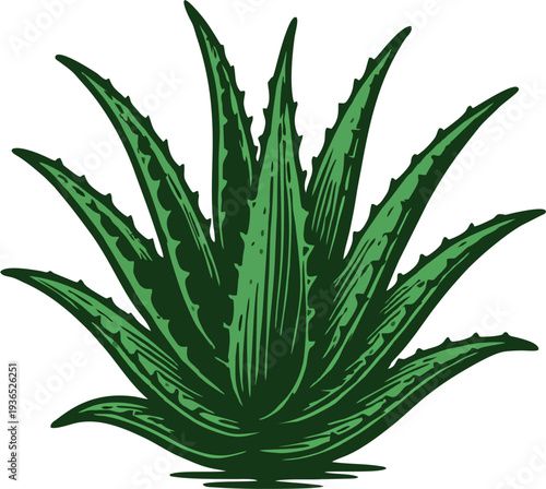 Aloe Vera Plant Illustration – Green Medicinal Aloe Succulent with Spiky Leaves, Natural Herbal Plant Flat Vector