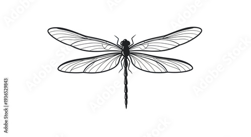 Elegant Dragonfly Illustration - Delicate Wings, Detailed Insect