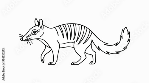 Illustration of a Thylacine, also known as the Tasmanian Tiger, a carnivorous marsupial, line drawing