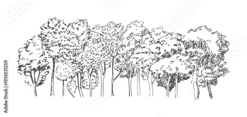 Black and white line of a dense row of deciduous trees