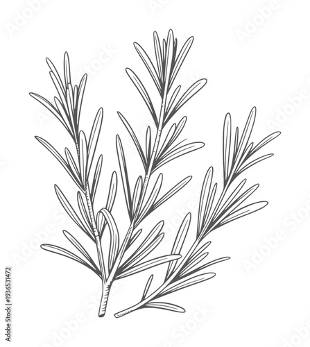 Black and white line of rosemary sprigs with leaves herb plant botanical
