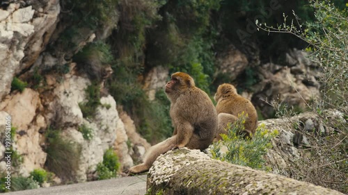 Two Barbary macaques sitting like a human on a stone wall along a rocky cliff on the Rock of Gibraltar, surrounded by lush greenery and natural habitat.
