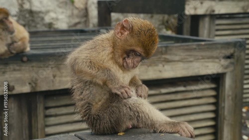 Young Barbary macaque monkey sitting on a wooden platform on the Rock of Gibraltar with soft background and natural outdoor light.