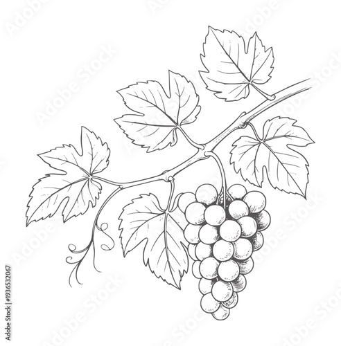 Pencil of a grape vine with leaves and fruit