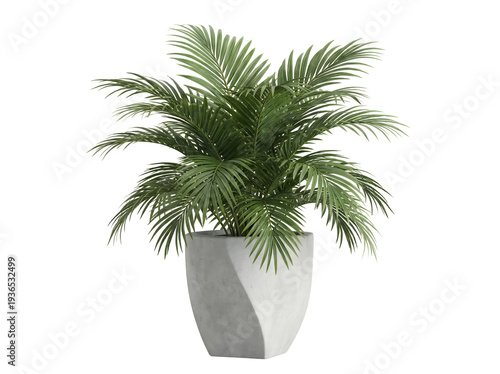 Kentia Palme