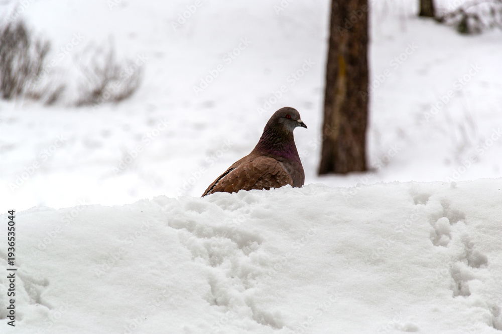 Fototapeta premium Pigeon standing on snow with a blurred winter background