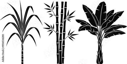 Tropical plants silhouette set with sugarcane bamboo and banana tree, exotic botanical collection isolated on white background vector illustration