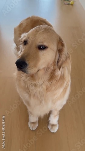 Cute golden retriever dog sitting on wooden floor looking up