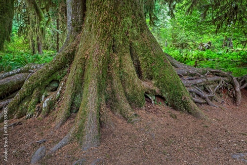 A massive moss-covered tree trunk with exposed roots in the lush rainforest of Olympic National Park, Olympic Peninsula, Washington.