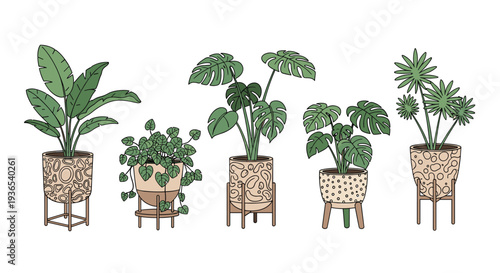 Collection of five large tropical houseplants in decorative ceramic pots on wooden stands for a modern interior look.