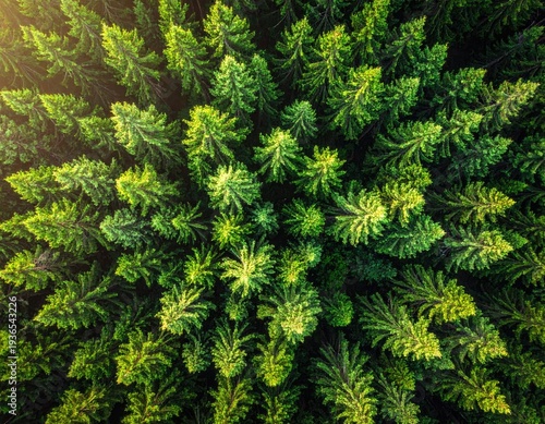 Dense evergreen forest canopy from above, bathed in sun