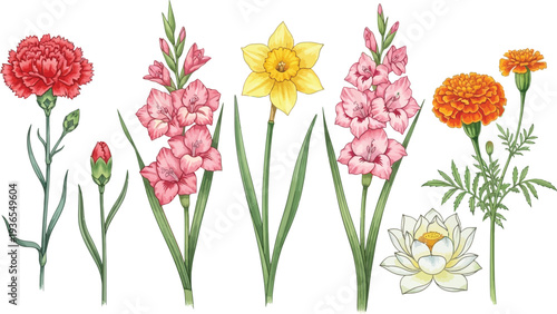 Collection of various flowers including carnation, gladiolus, daffodil, marigold, and lotus in botanical illustration style vector set.