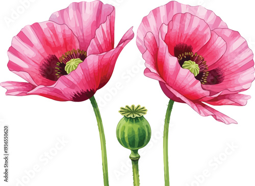 Watercolor illustration vector set featuring pink poppy flowers and green seed pod for botanical and floral design
