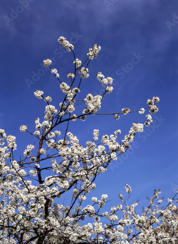 Spring in the garden