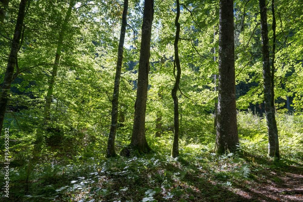 Obraz premium Laubwald im Gegenlicht, Oberbayern, Bayern, Deutschland
