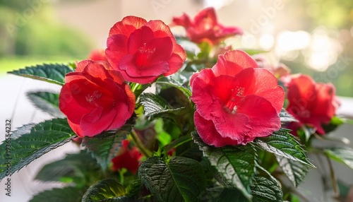 Red Rose Balsam Plant With Vibrant Flowers Ornamental Gardening World Plant Day