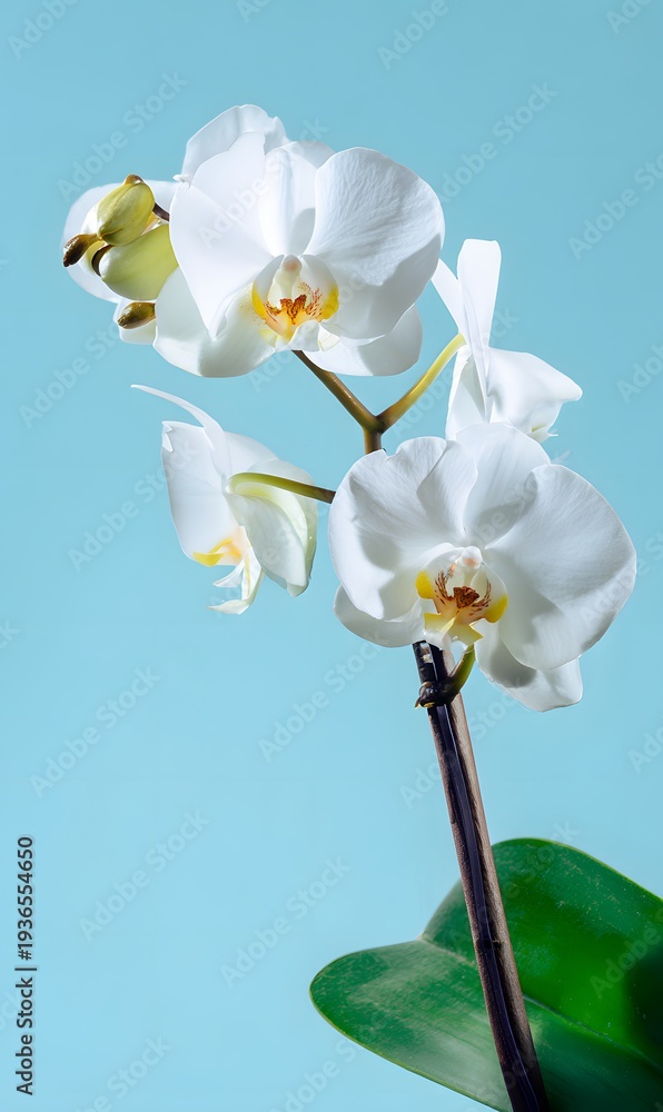 Obraz premium beautiful white orchid flower, with two flowers on the same stem