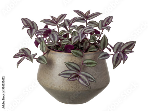Moderne Tradescantia