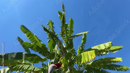 Banana palm leaves swaying gently against a bright blue sky, showcasing lush green tropical foliage with vibrant texture and natural light.
