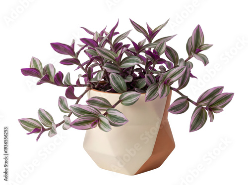 Moderne Tradescantia