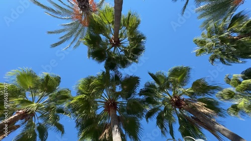 Date palms with long hanging fronds against a blue sky, viewed from below upward.