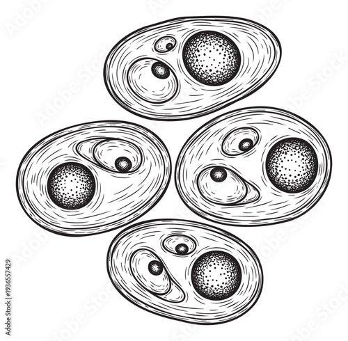 Detailed black and white engraving of four microscopic biological cells or spores arranged in a captivating organic cluster for scientific research and educational publications