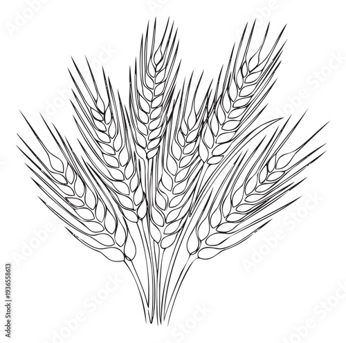 Harvest wheat grain plant drawing for agricultural food production bread baking industry concepts and farmer market branding