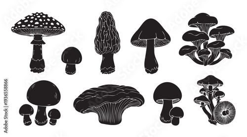 Diverse collection of natural edible and wild fungi mushroom outlines and solid silhouettes perfect for culinary, natural history, or decorative graphic projects