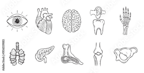 Comprehensive collection of human anatomy drawings featuring essential organs like the heart, brain, and lungs, plus detailed skeletal structures for educational content and medical