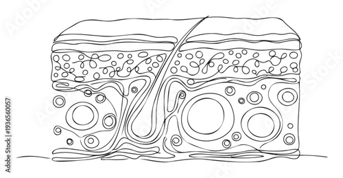 Monochromatic one line drawing illustrating the complex layers of human skin including epidermis, dermis, and hair follicles ideal for dermatology clinics and educational health materials.