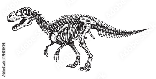 Detailed skeletal remains of a large prehistoric predator dinosaur, perfect for educational materials, museum exhibits, paleontological studies, or adventurous themed merchandise.