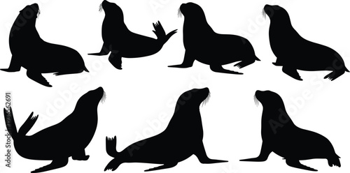 Vector silhouette collection of aquatic sea lion and seal marine mammals featuring various natural poses including resting swimming and alert barking stances isolated on white background