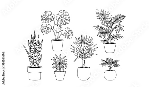 Minimalist indoor plant line drawing collection with monstera snake plant yucca and palms vector botanical illustration