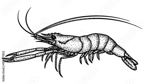 Vintage shrimp engraving vector illustration Caridea crustacean scratchboard hand drawn seafood animal isolated on white background