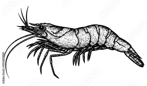 Shrimp Caridea engraving vector illustration black and white scratchboard style hand drawn seafood animal isolated on white
