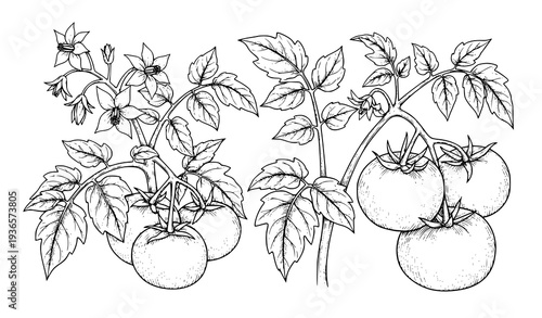 Tomato plant hand drawn pencil vector set detailed botanical sketches isolated on white background